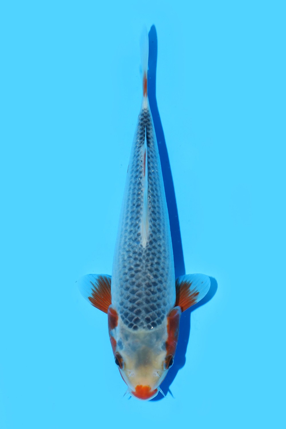 Juara 2
