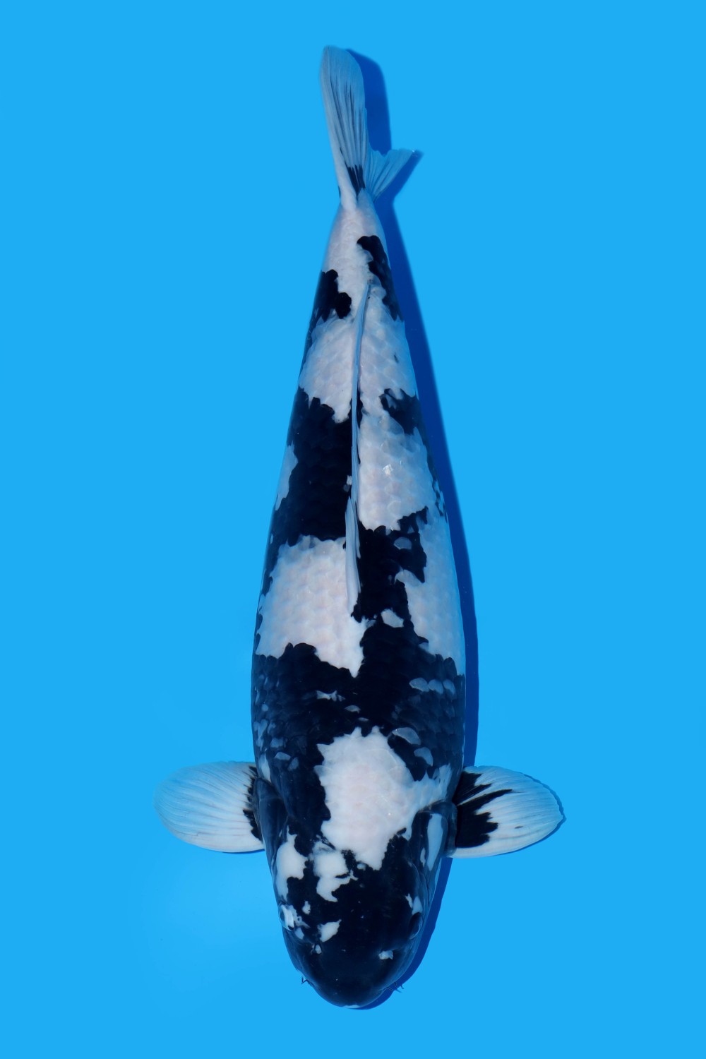 Juara 3