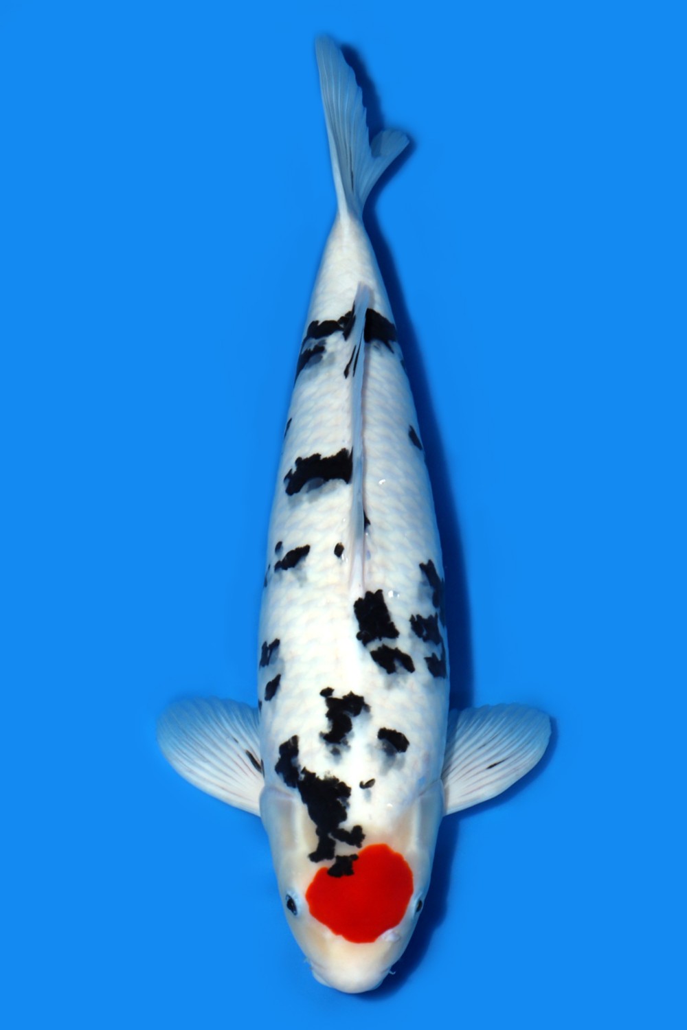 Juara 3