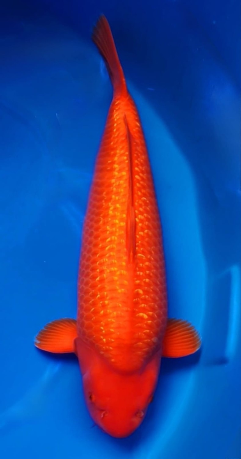 Juara 1