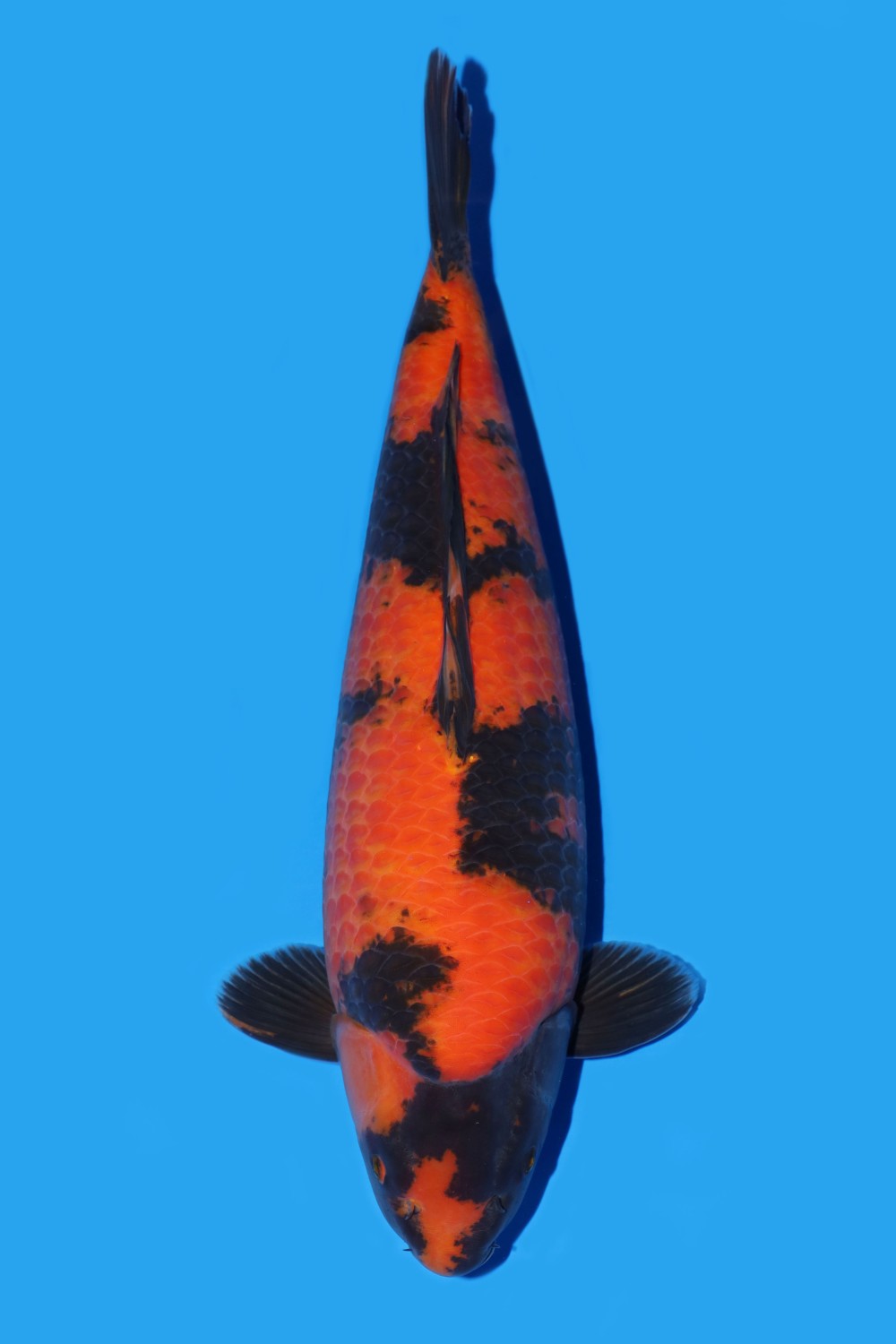 Juara 1