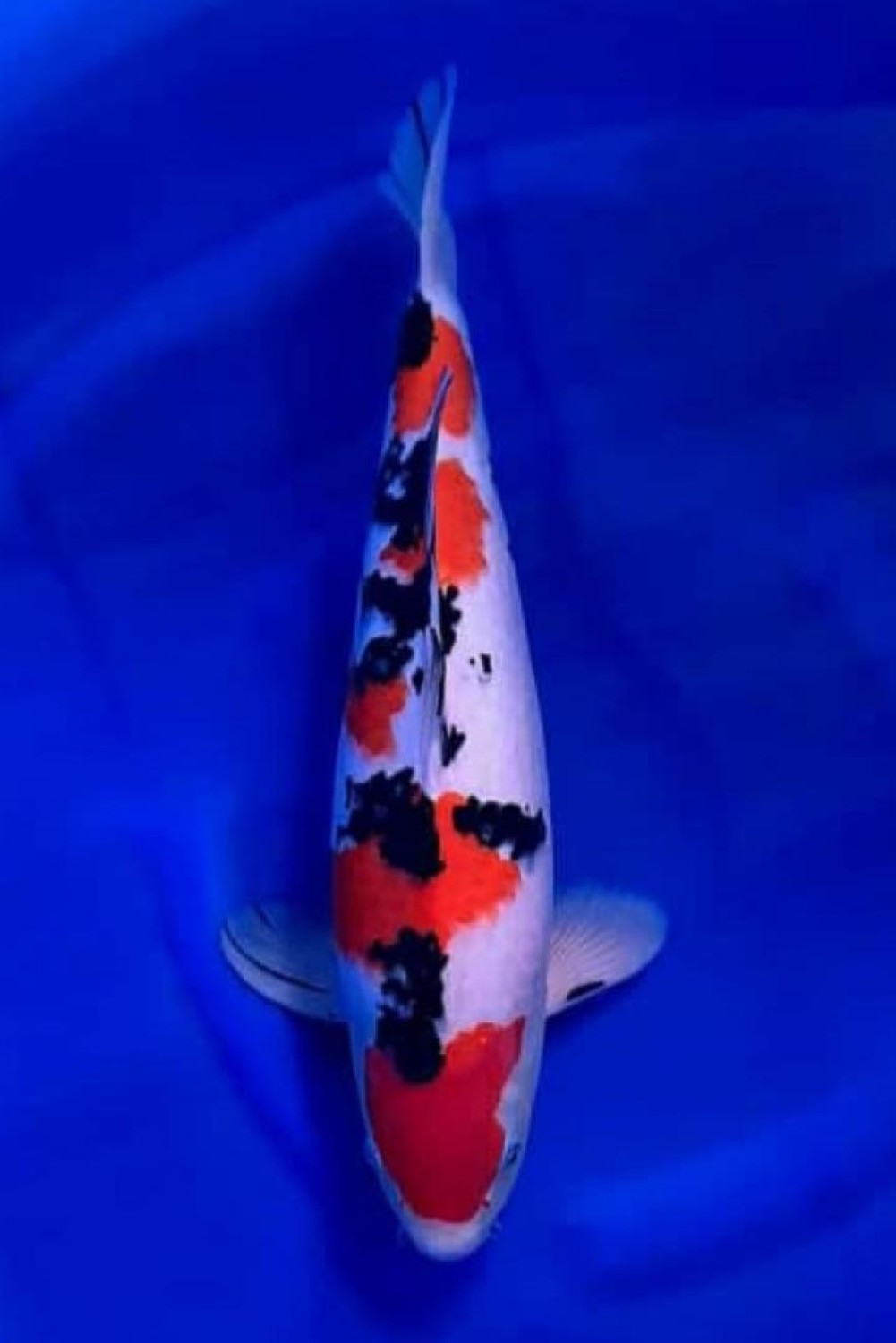 Best In Size A, 41 - 45 cm