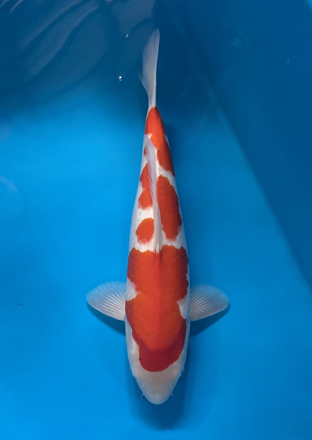 Juara 1