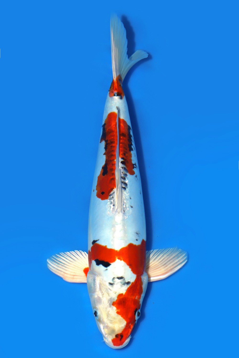 Juara 2