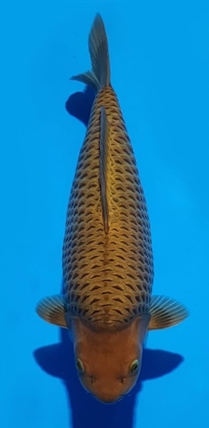 Juara 3