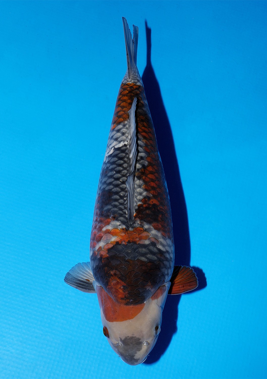Juara 1