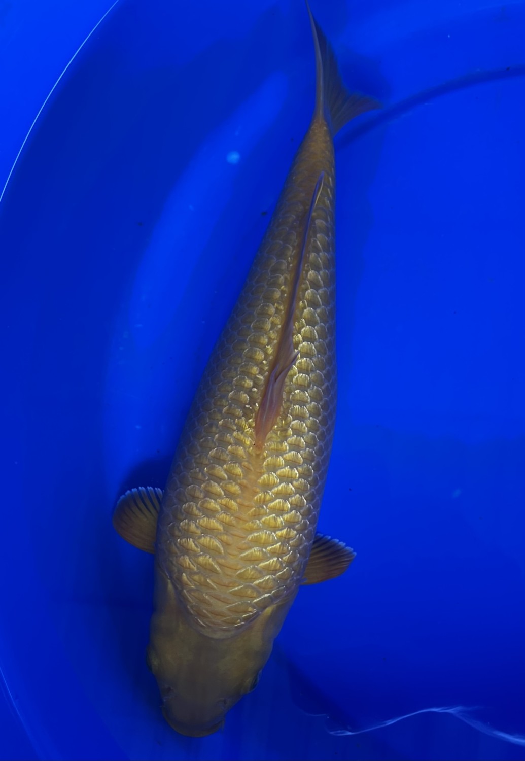 Juara 5