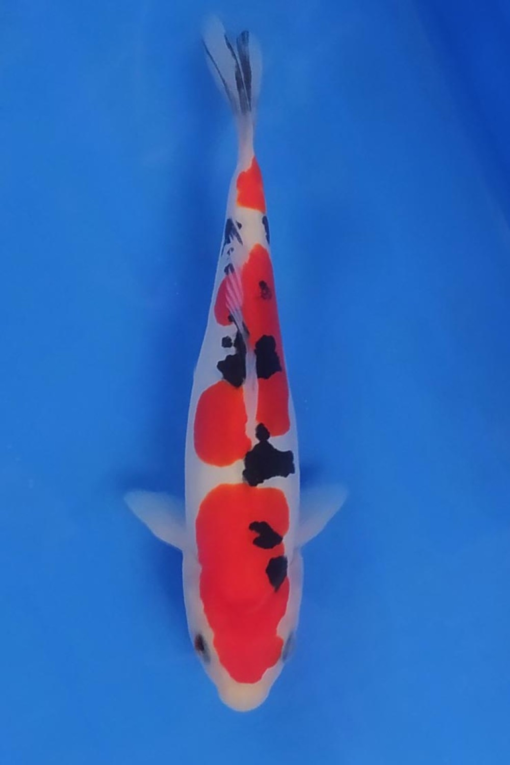 Juara 2