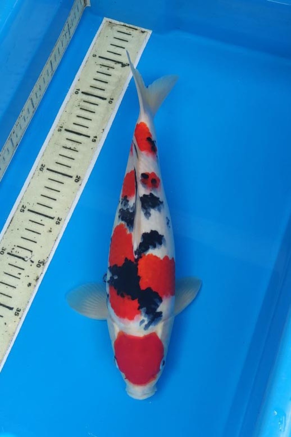 Best In Size A, 31 - 35 cm