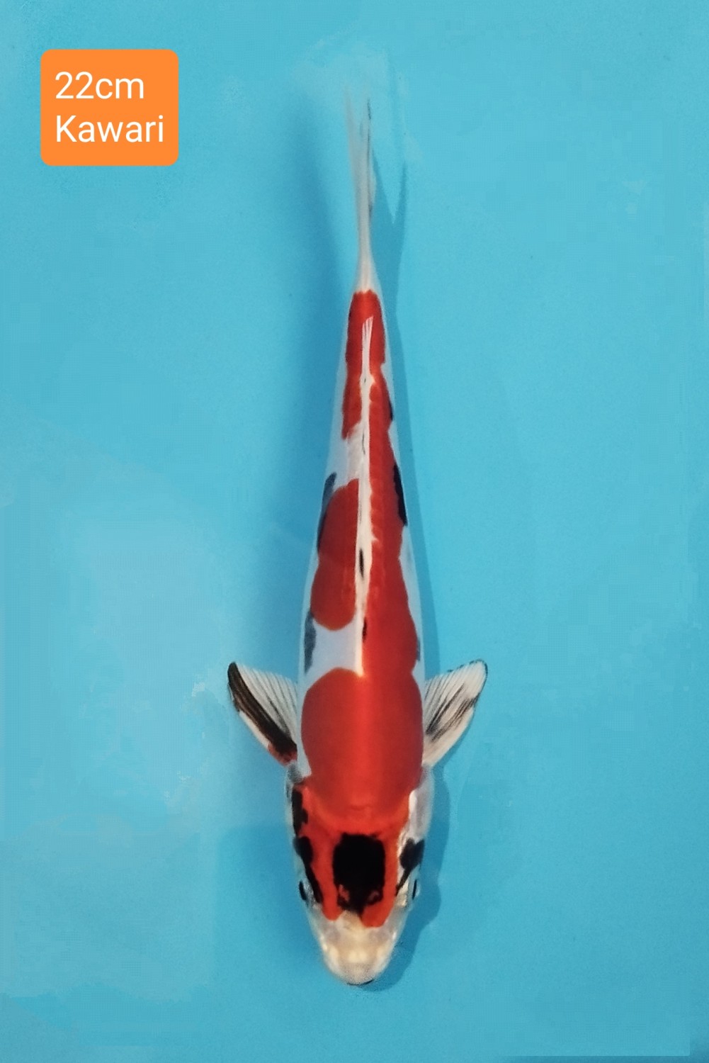 Juara 3