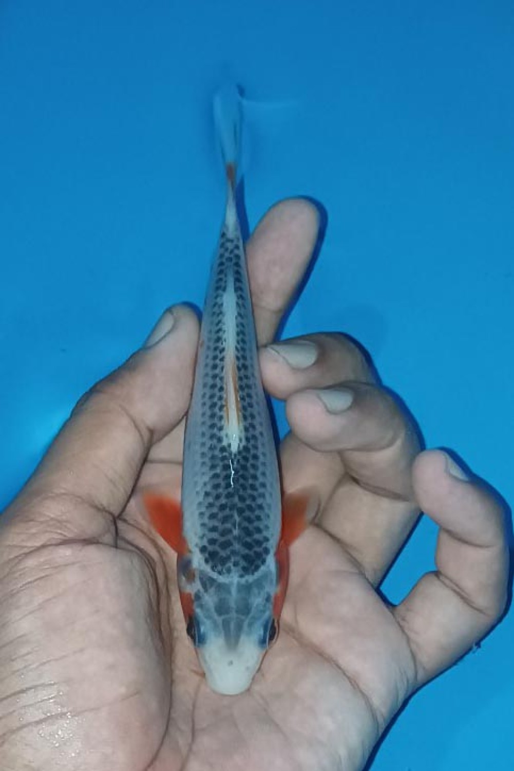 Juara 1