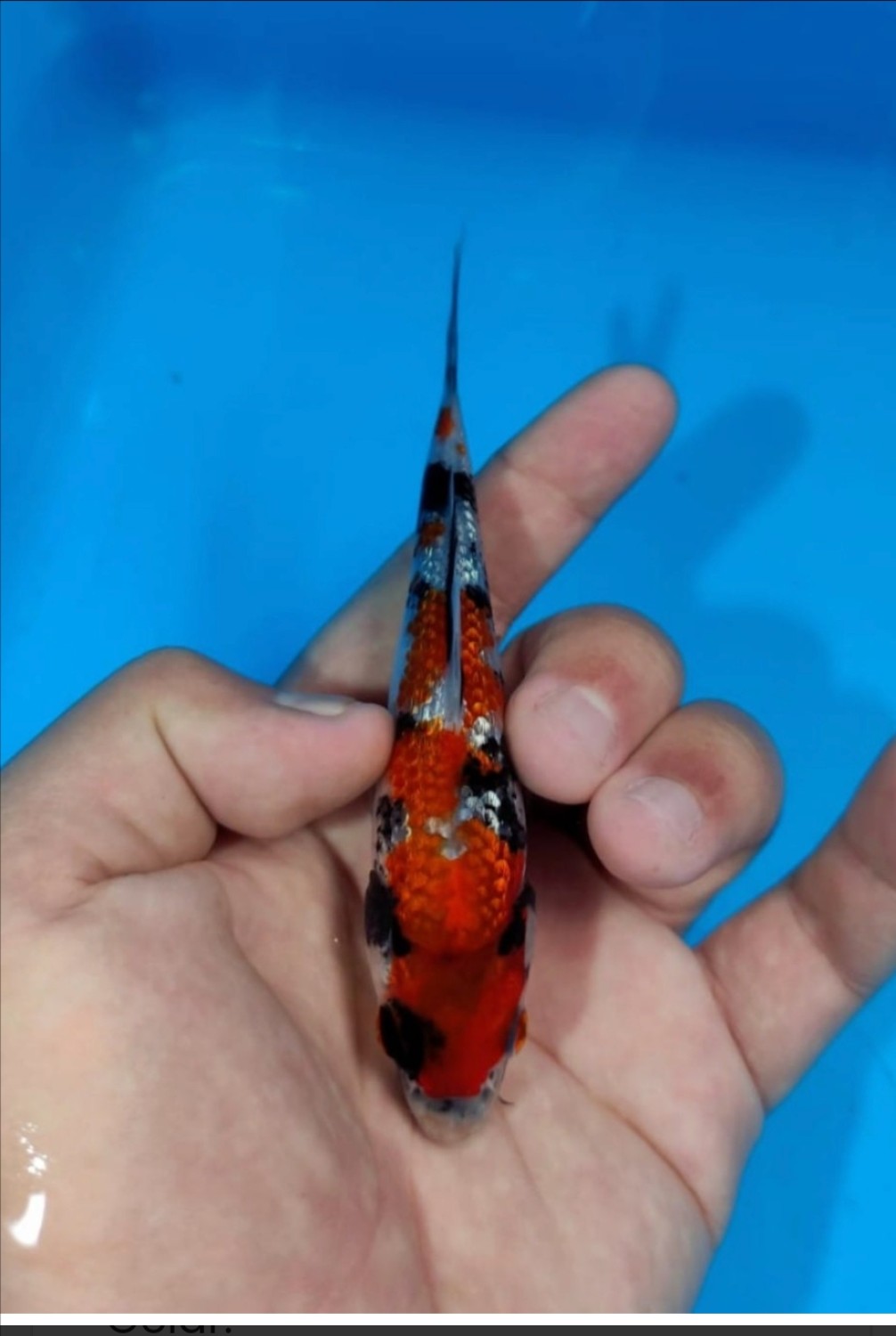 Juara 4