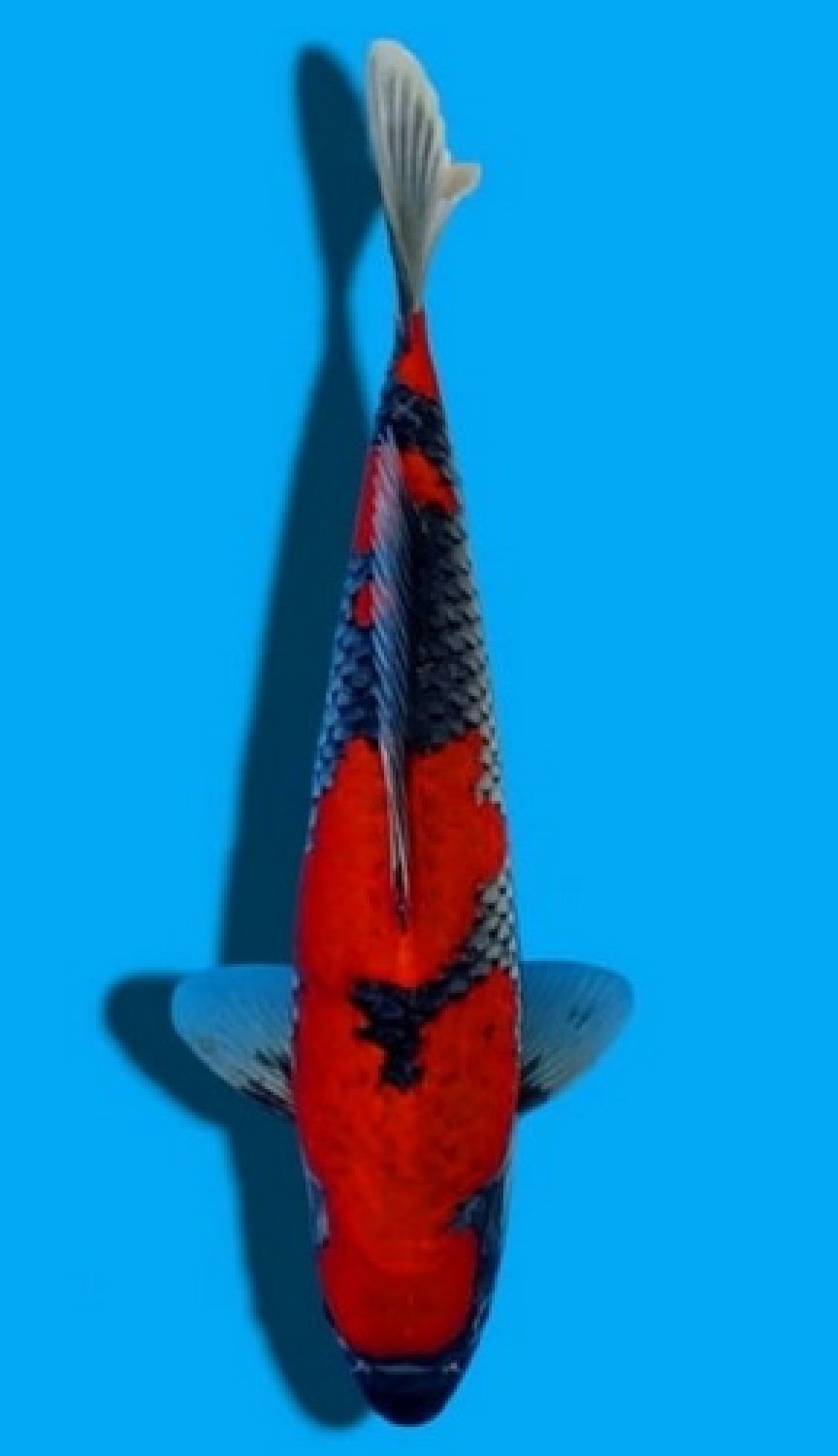 Juara 1