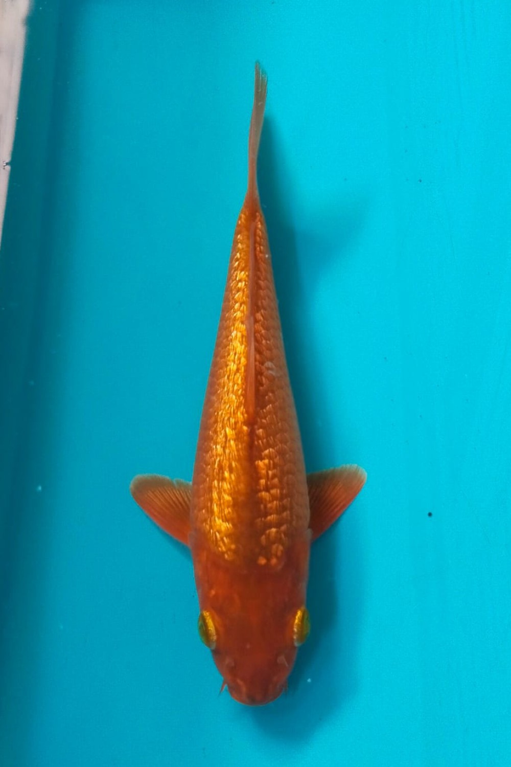 Juara 2