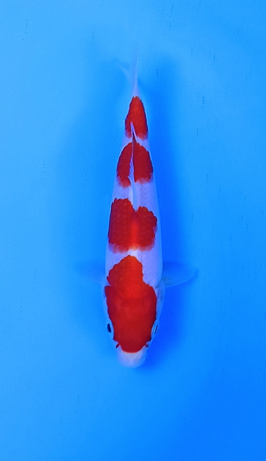 Juara 1