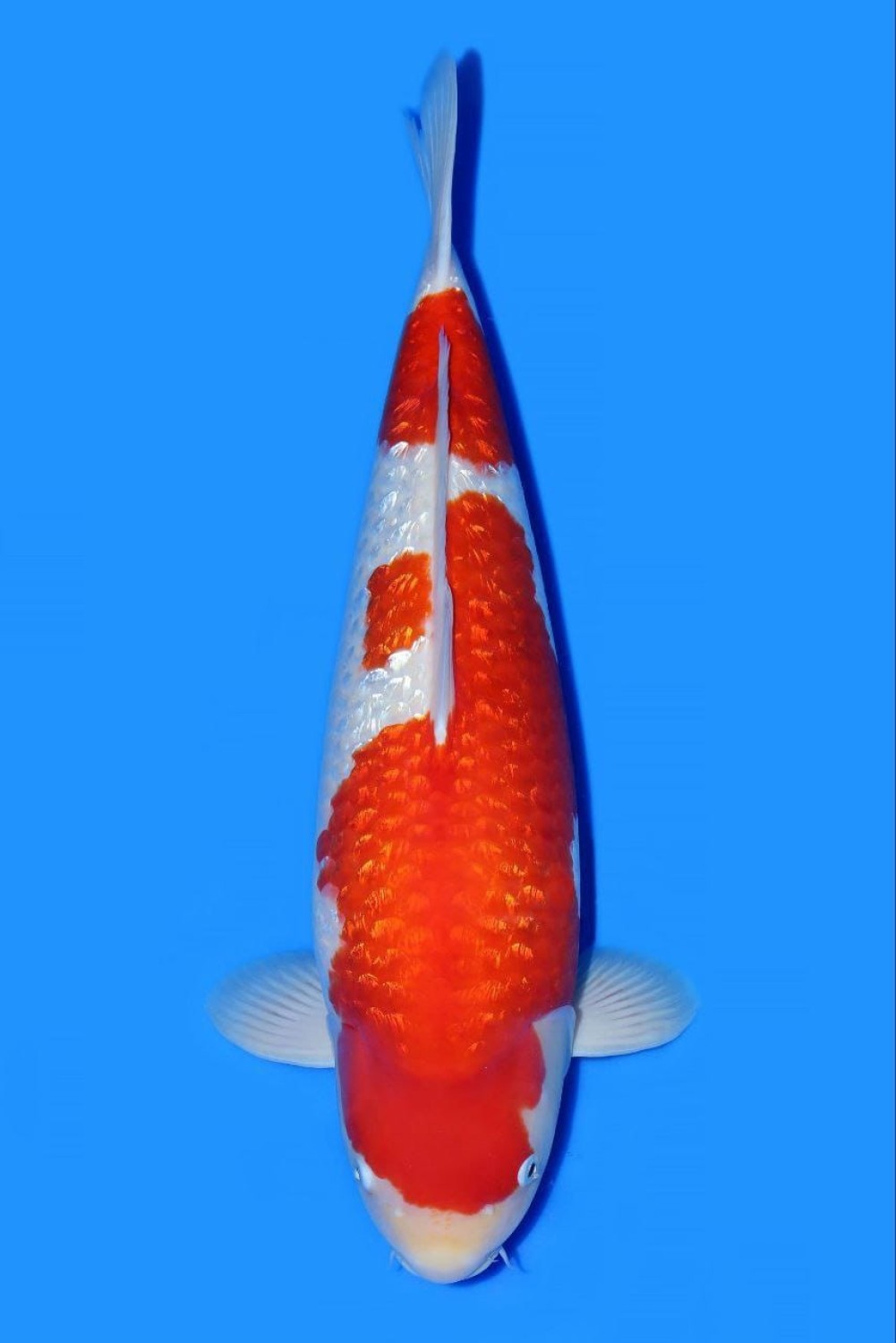 Best In Size B, 56 - 60 cm