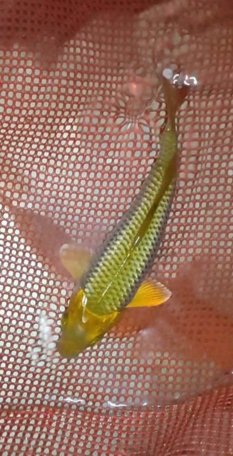 Juara 1