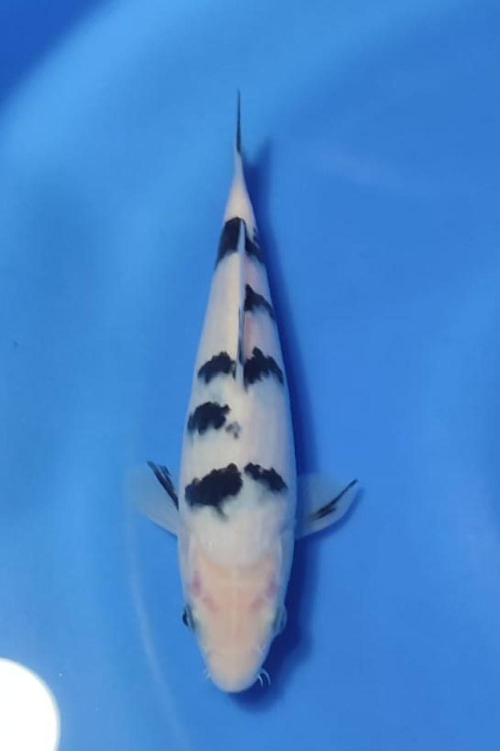 Best In Size D, 16 - 20 cm