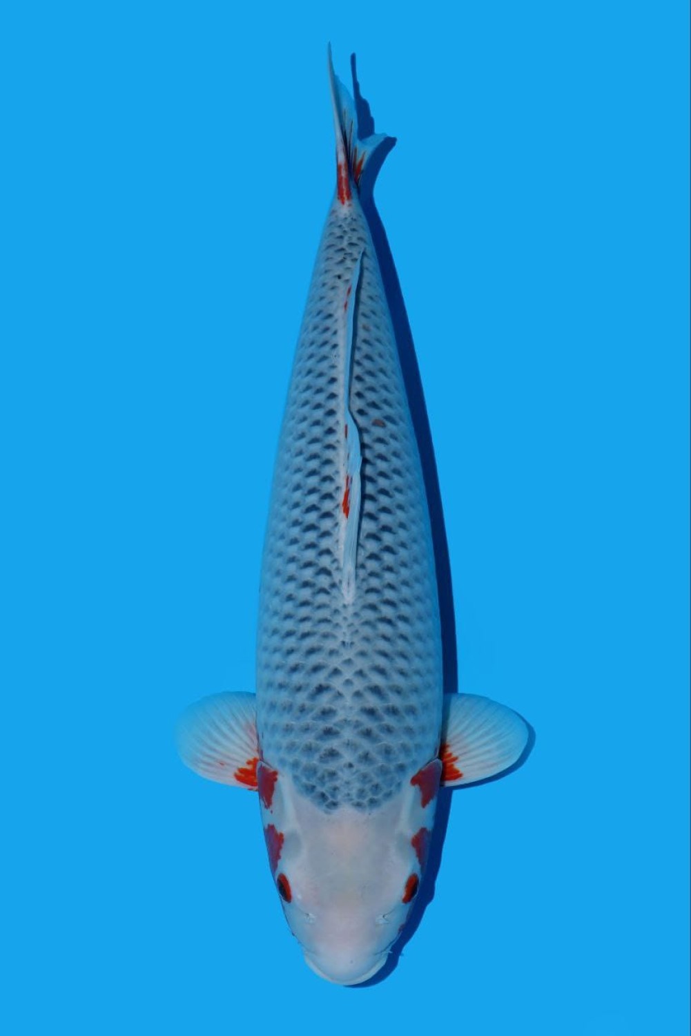 Juara 1