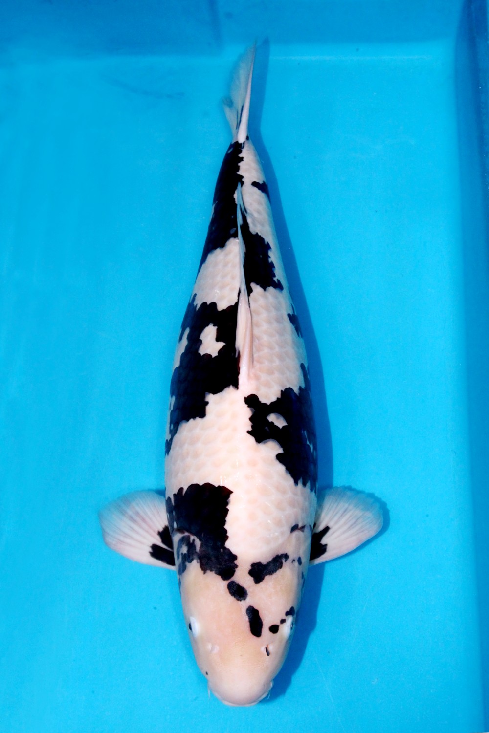 Juara 1