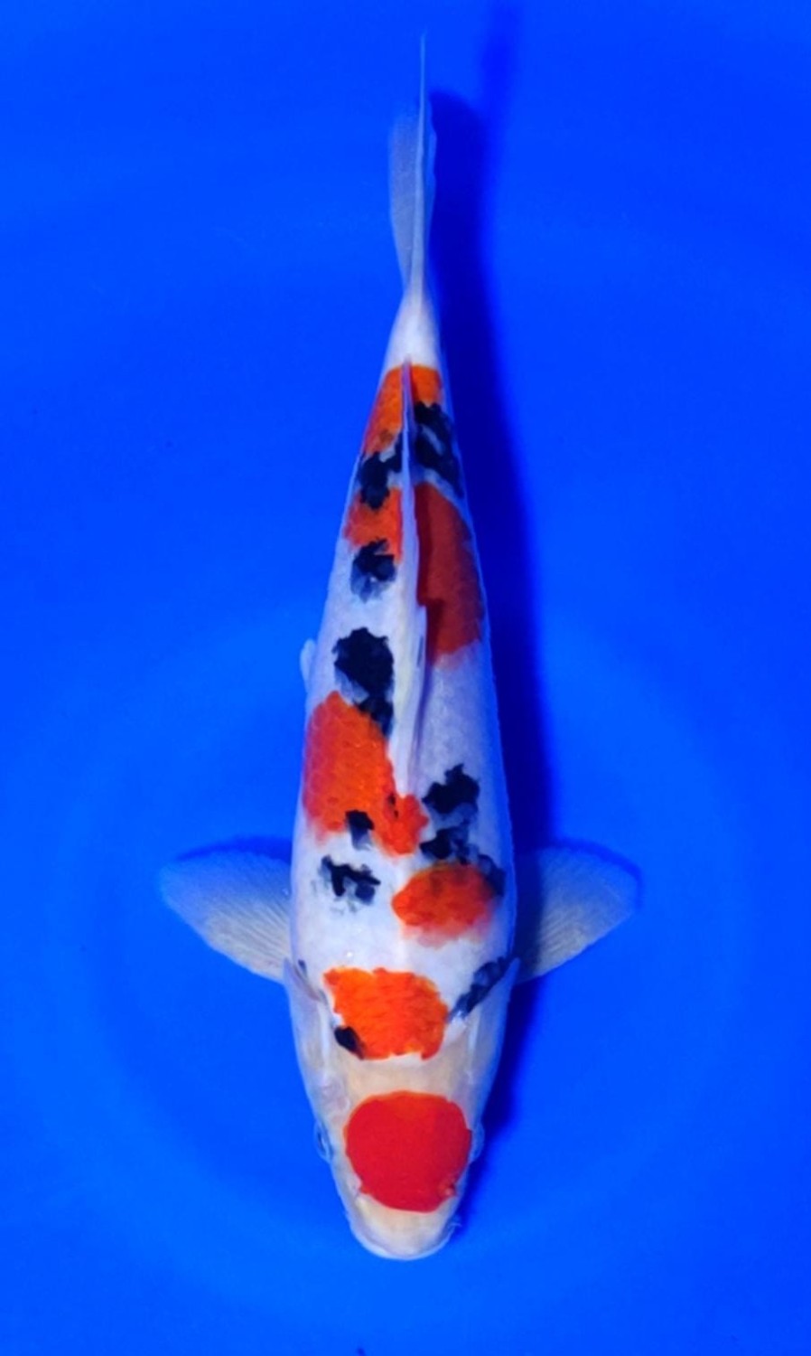 Juara 4