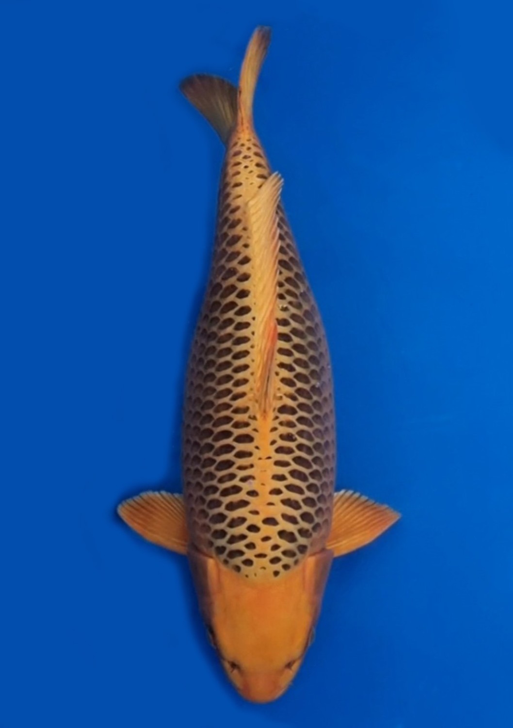 Juara 1