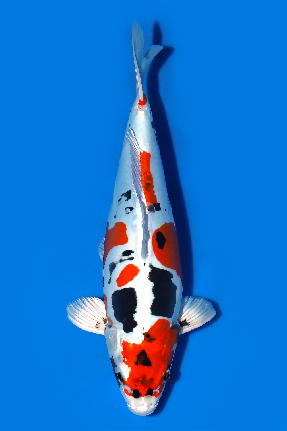 Best In Size C, 31 - 35 cm