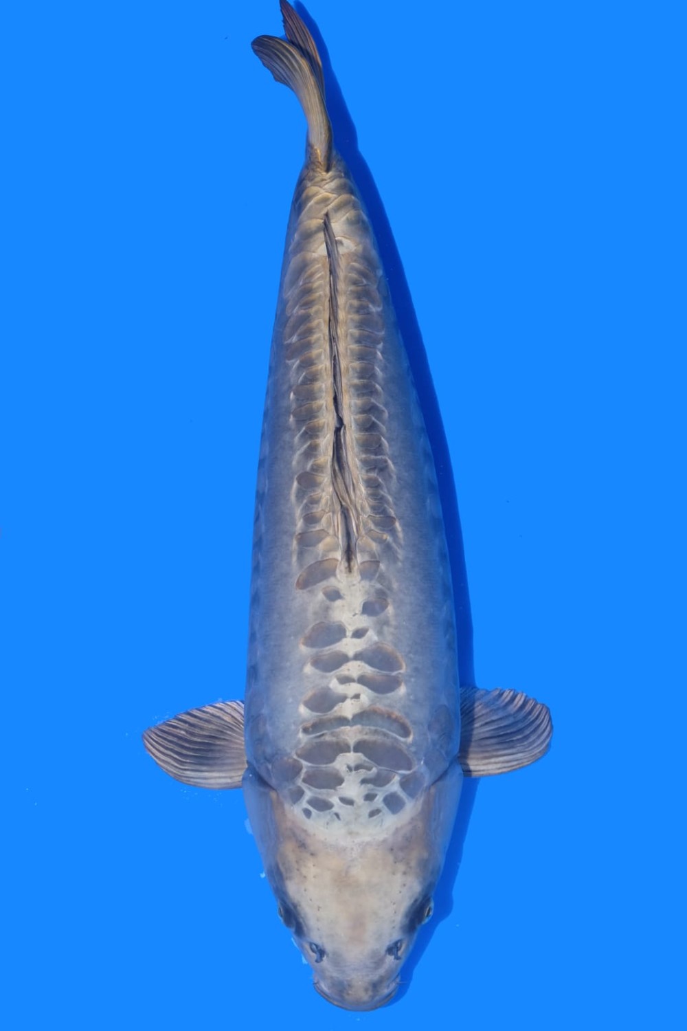 Juara 1