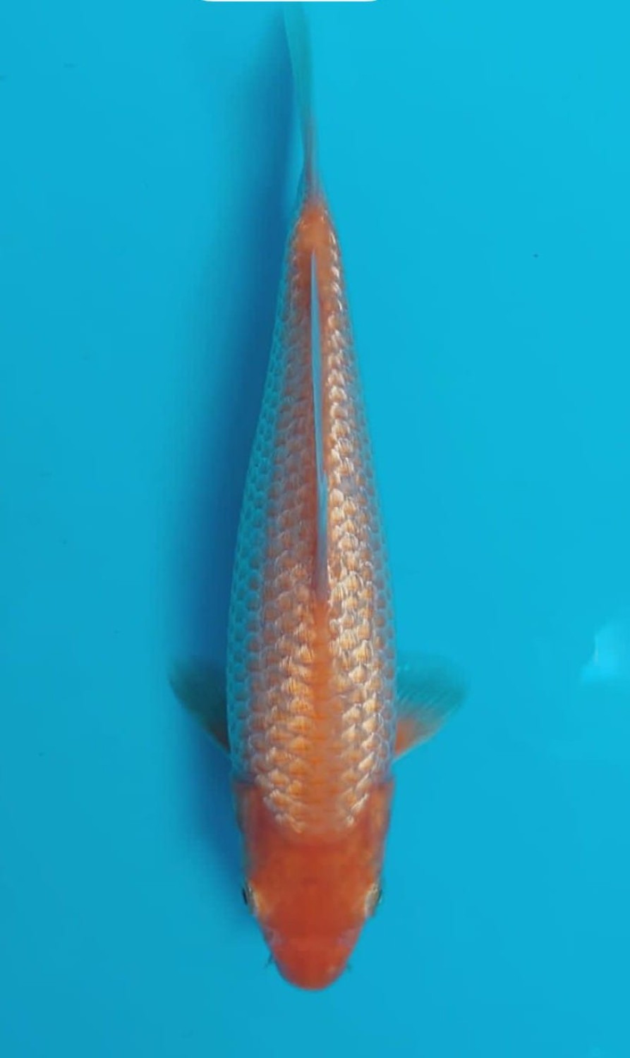 Juara 1