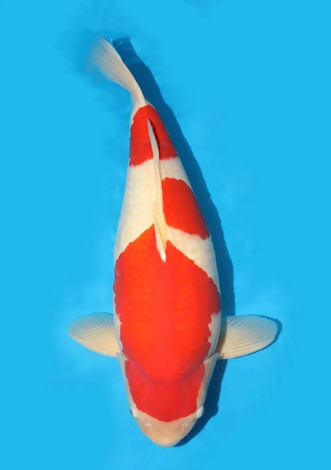 Best In Size A, 71 - 75 cm