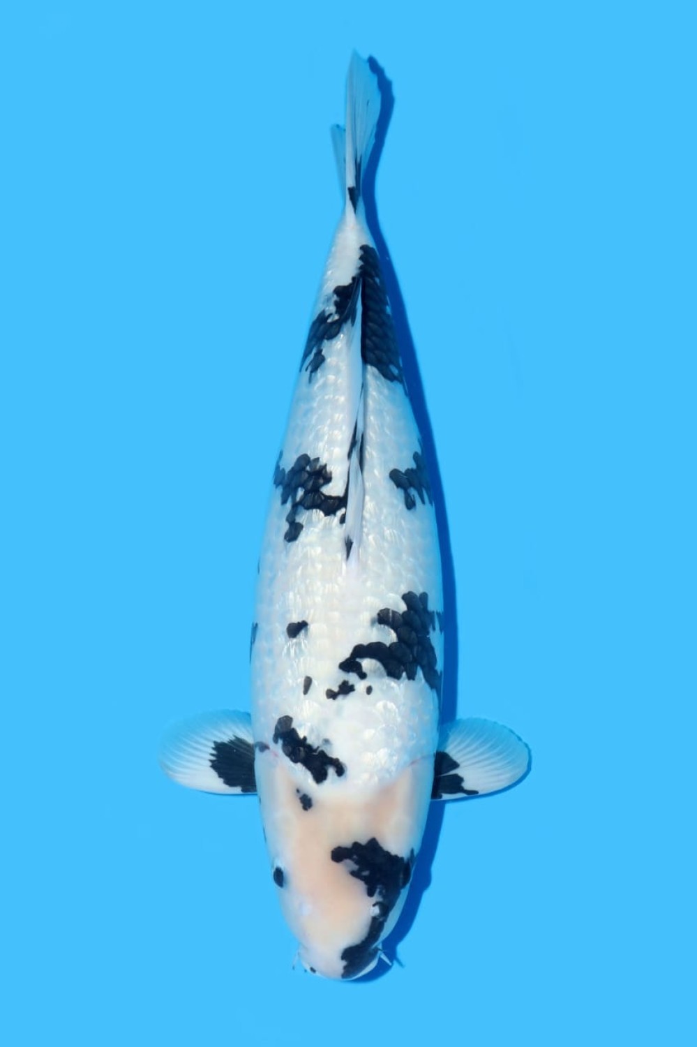Juara 1