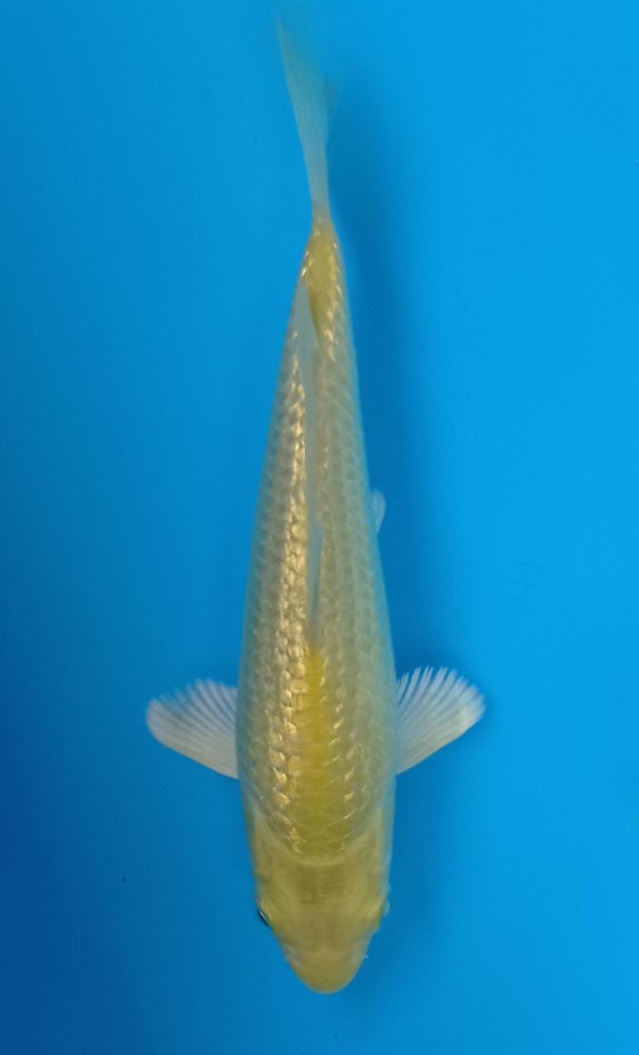Juara 5