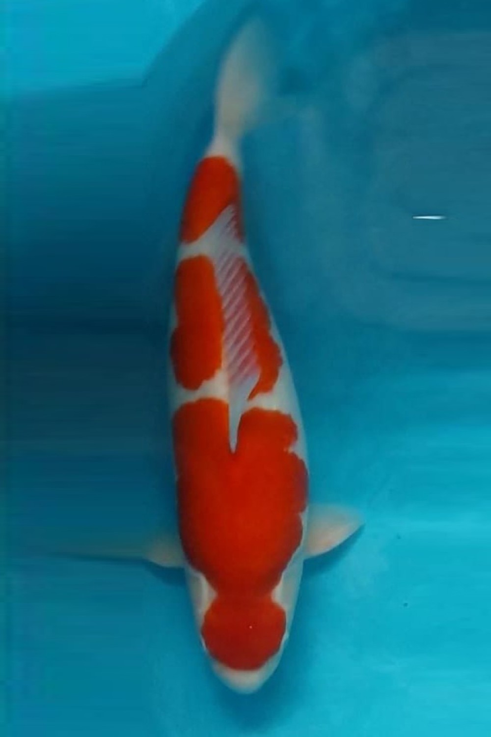 Juara 2