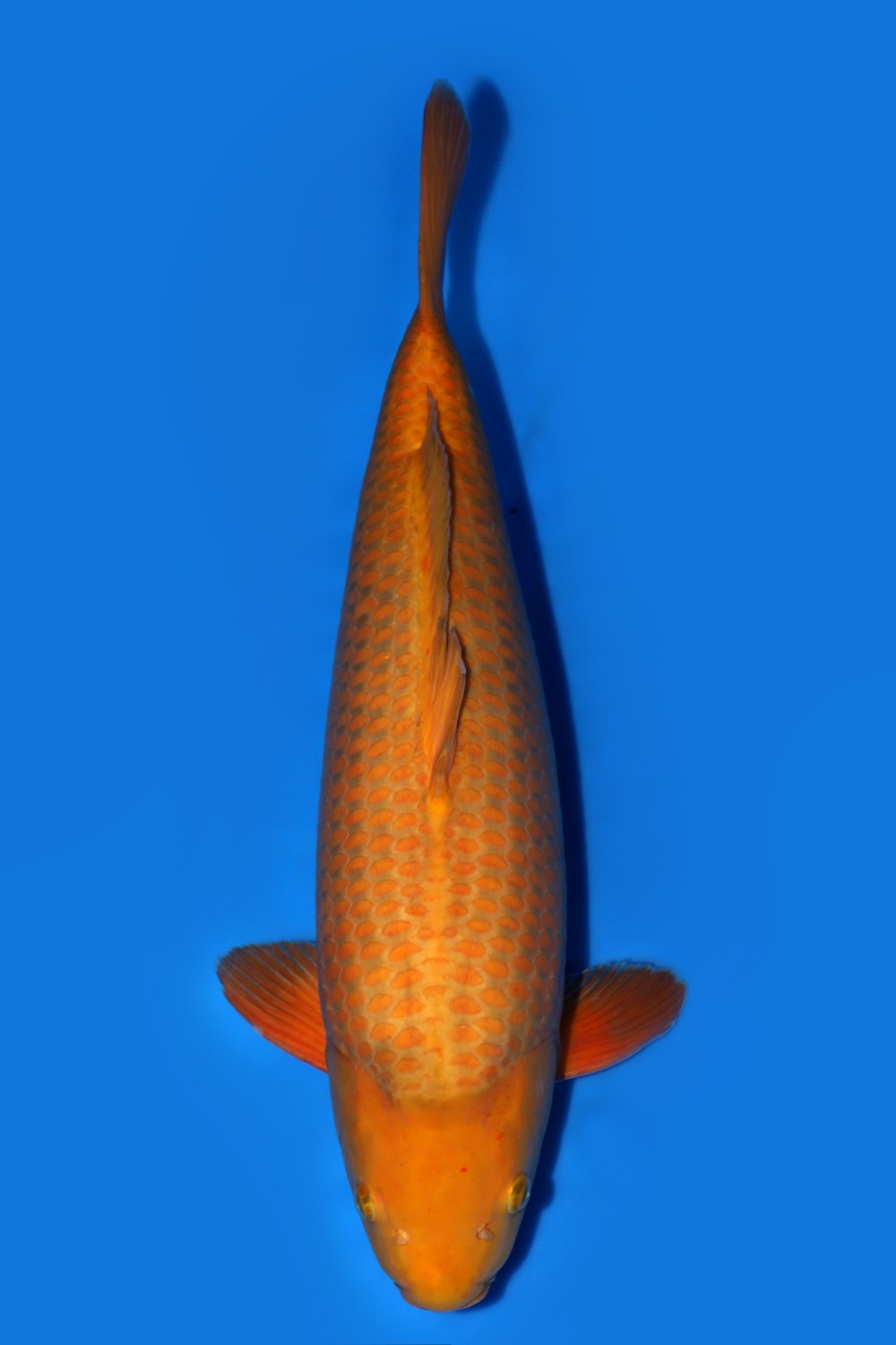 Juara 2