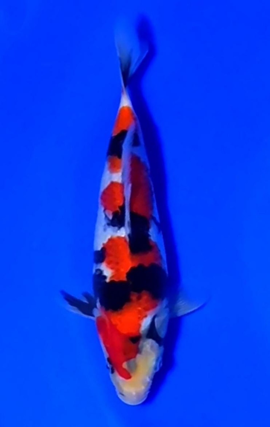 Juara 5