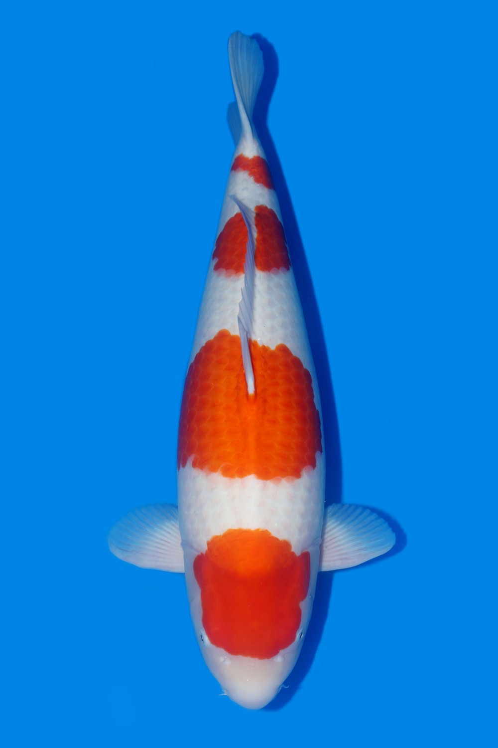 Best In Size A, 66 - 70 cm