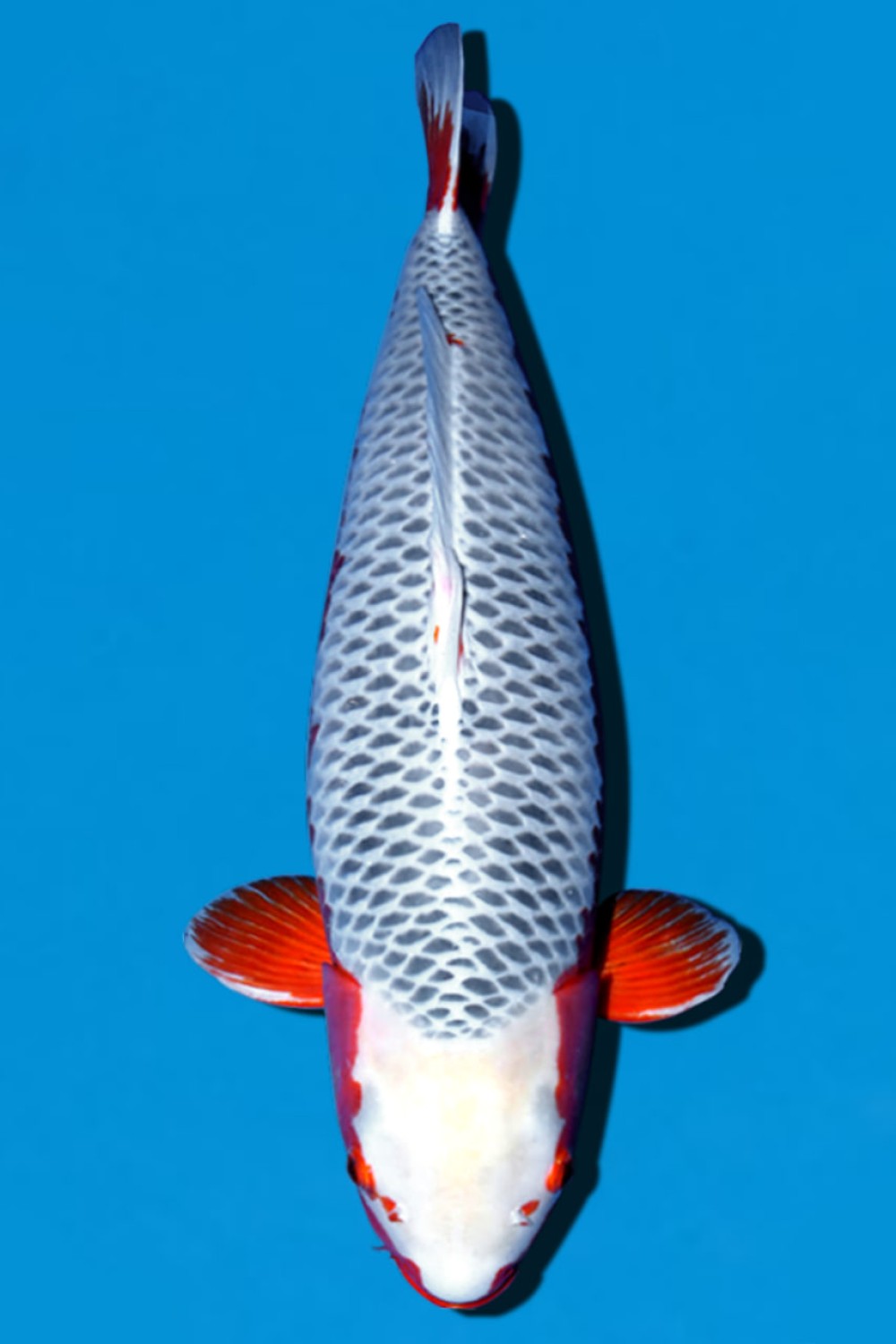 Best In Size D, Over 80 cm
