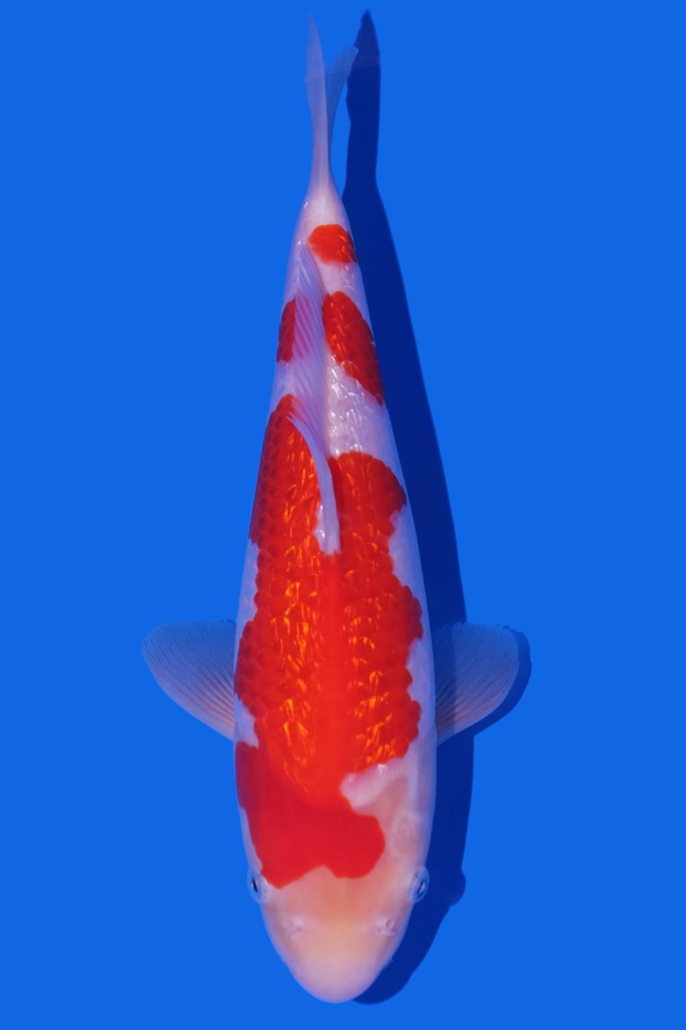 Juara 5