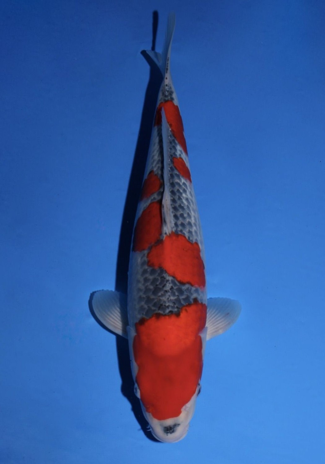 Juara 1