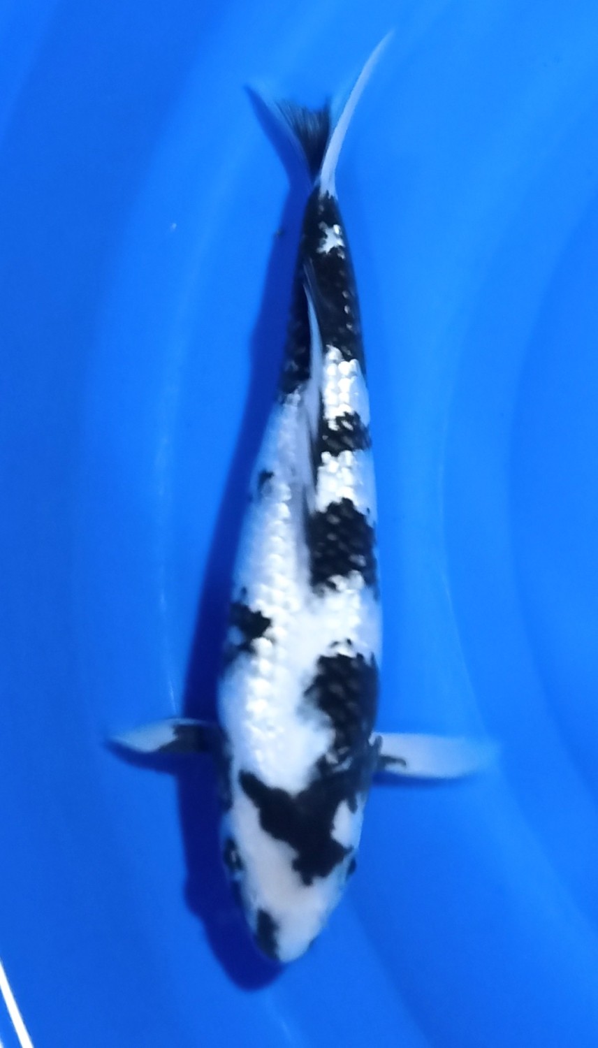 Juara 2
