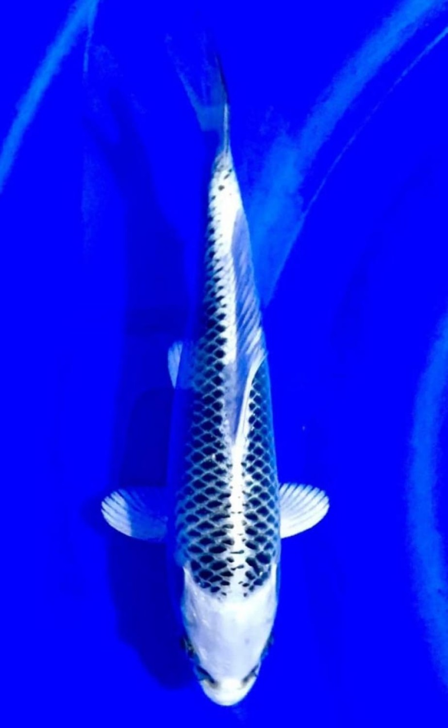 Juara 5