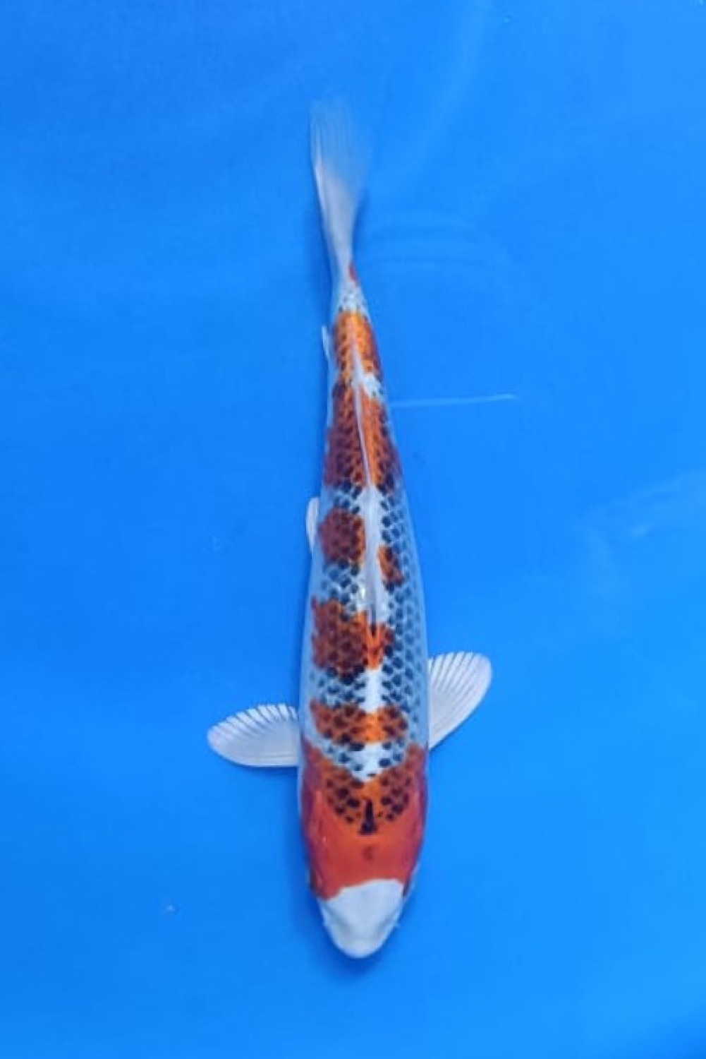 Juara 1