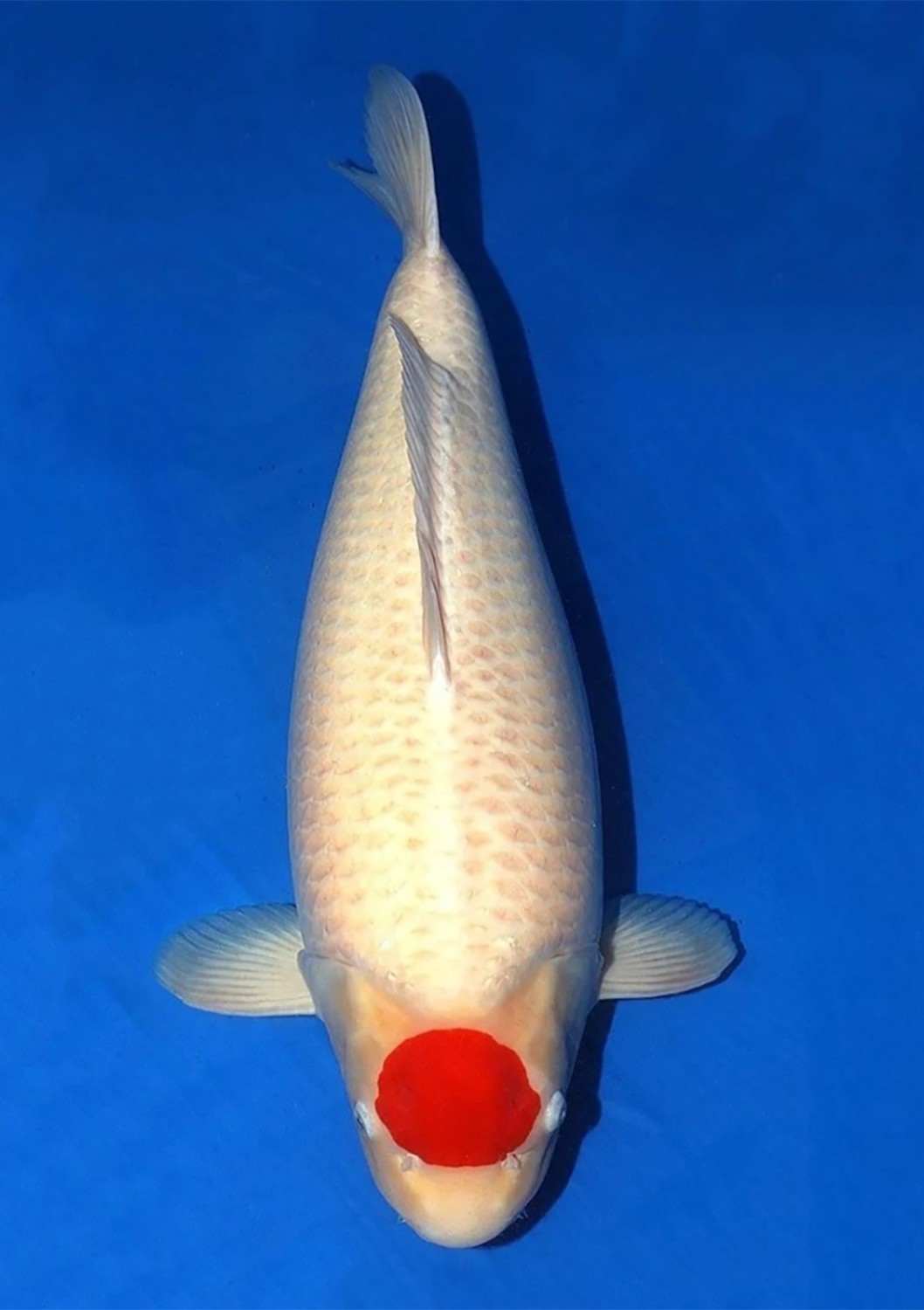 Juara 2