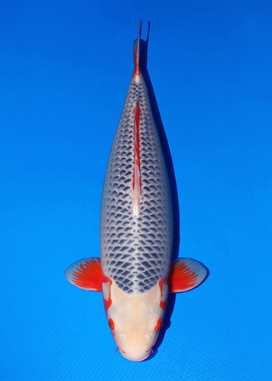 Best In Size D, 66 - 70 cm