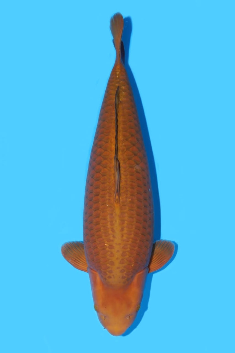 Juara 1