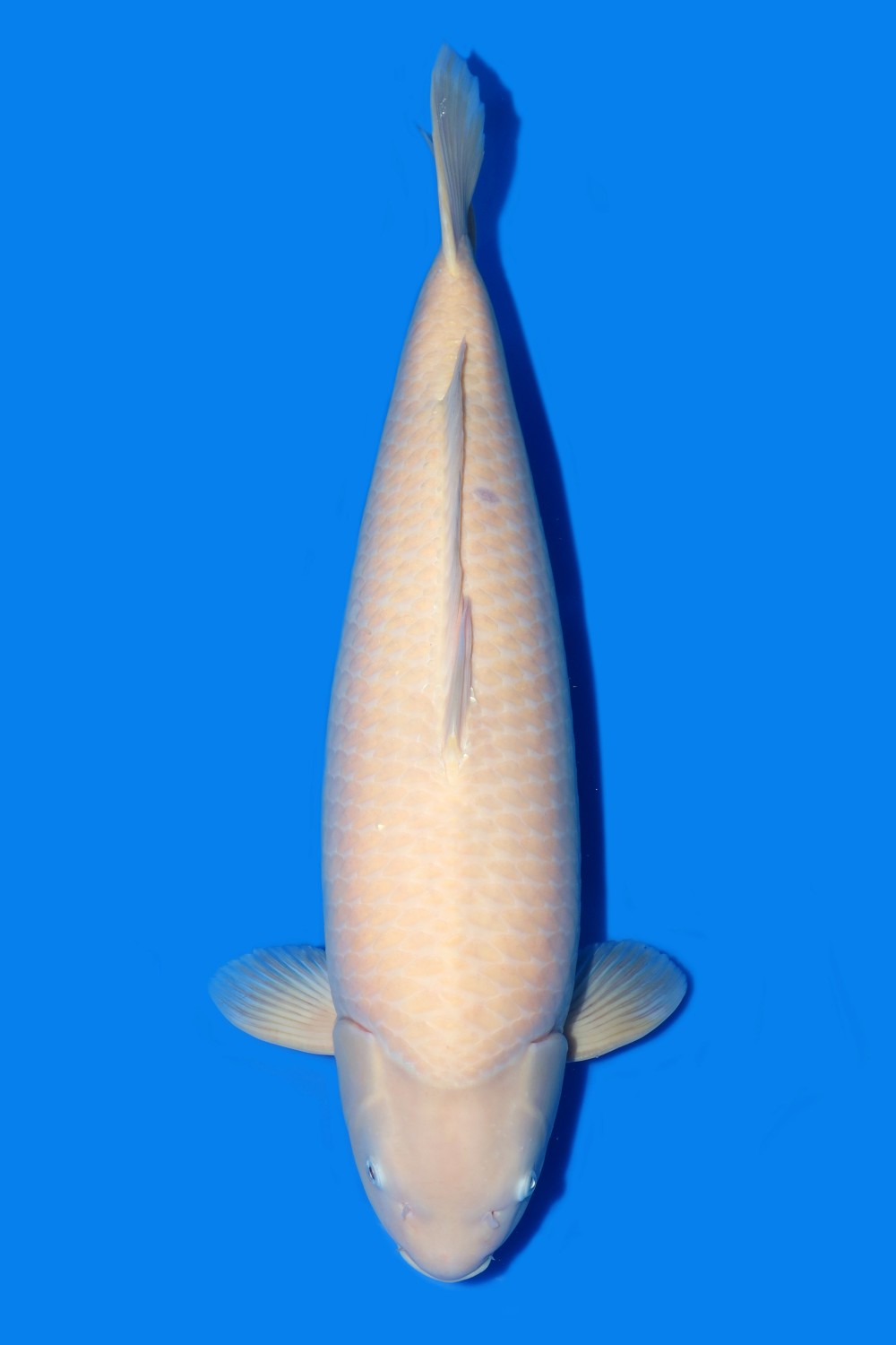 Best In Size E, 71 - 75 cm