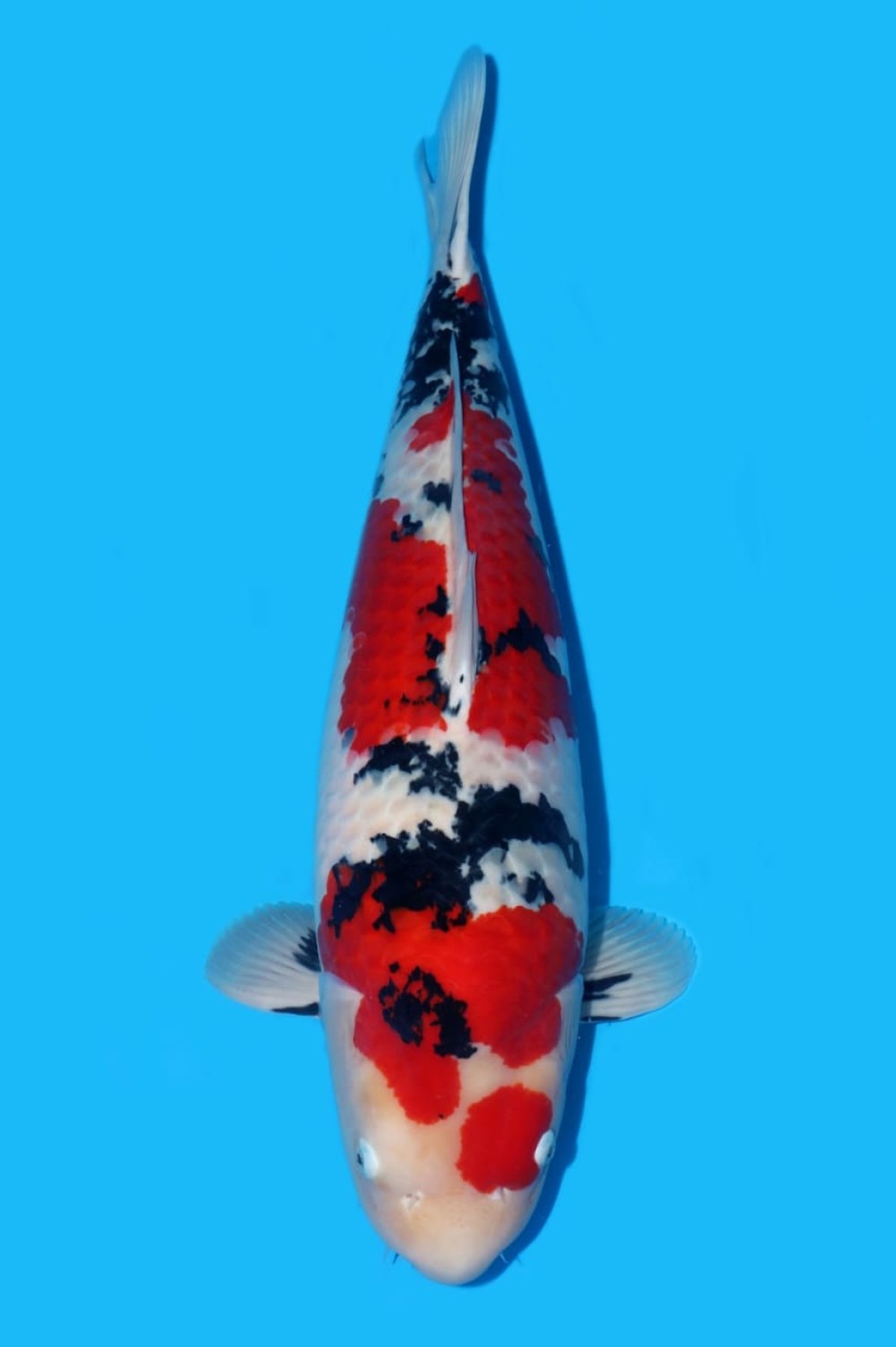 Juara 1