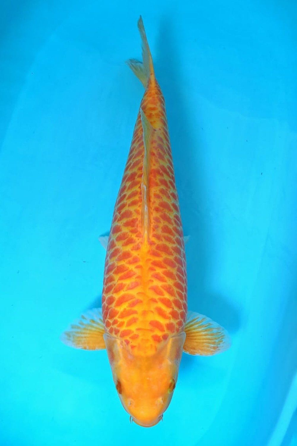 Juara 1