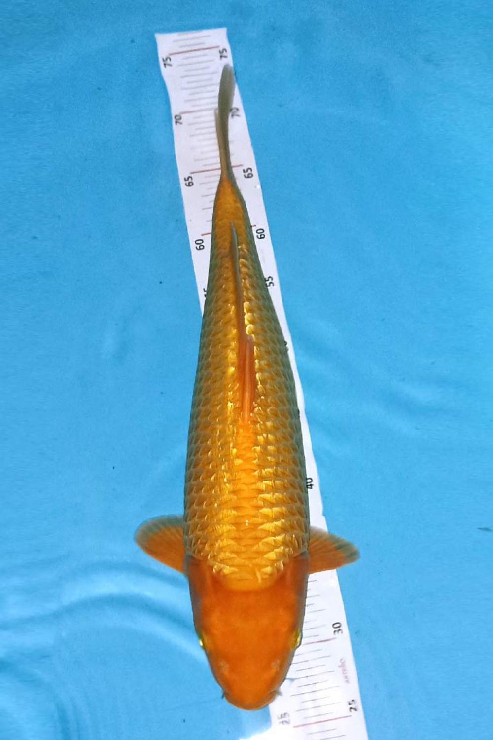 Juara 2
