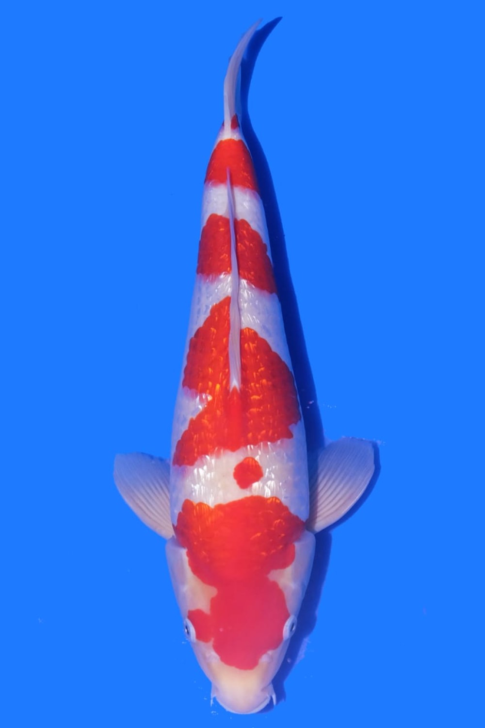 Juara 2